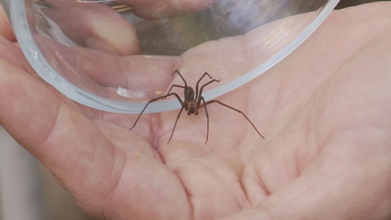 Keith Burgess carefully holding the brown recluse that hitched a ride to Alaska on a U-Haul...