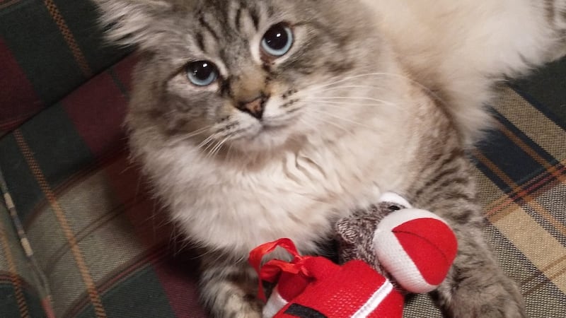 Charlie in his "Fur"ever home.