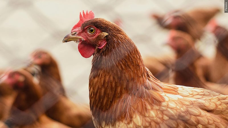 Health experts urge caution after first U.S. death of H5N1 bird flu.