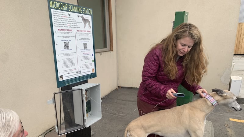 Melissa Wolf demonstrates the scanner on her greyhound Mona