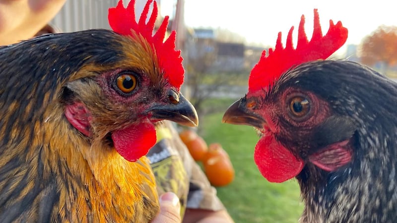 Seattle Seahawk and Carmelita, two backyard chickens that live in Anchorage, Alaska.