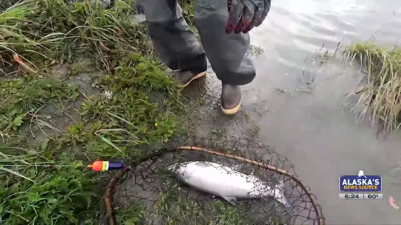 Fishing Report: Silver Salmon update including 5 new emergency orders in Southcentral Alaska
