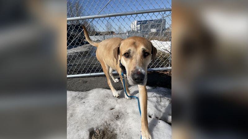Kiki the Lab mix up for adoption.