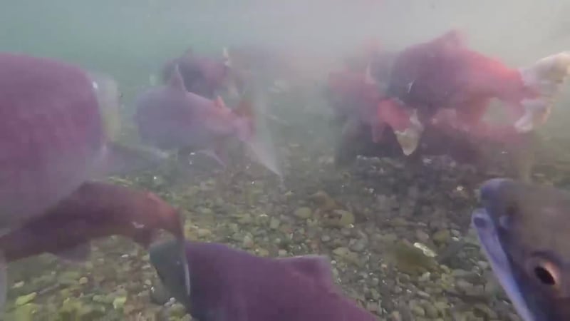 Yukon River Fishery Update says chum salmon will be available for harvest