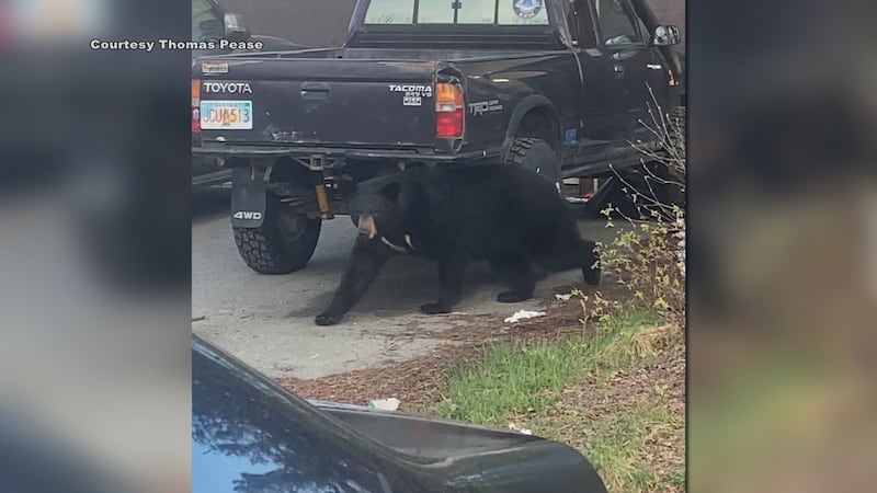 Bear-resistant trash cans are now required in Government Hill