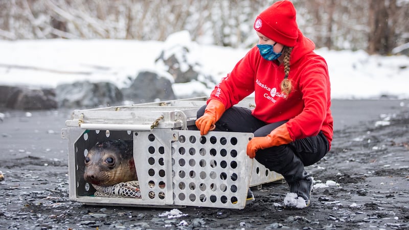 In March, the Alaska SeaLife Center took in their first marine mammal patient of 2022, a...
