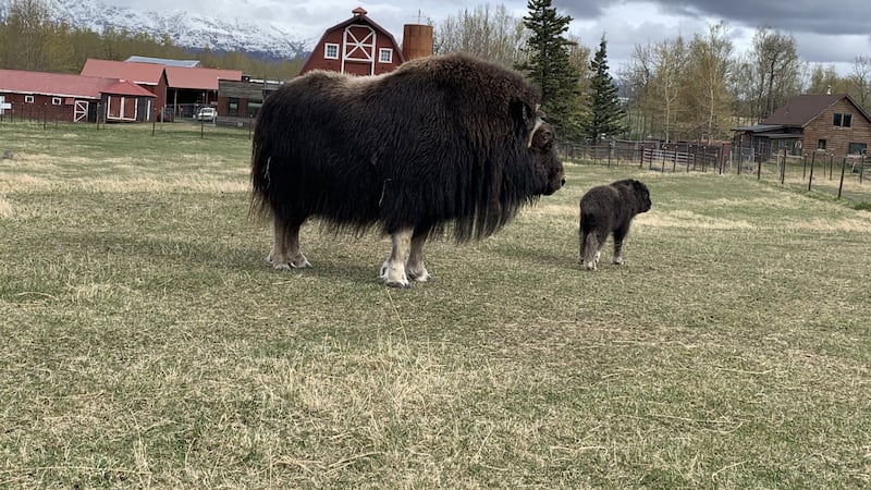 The Musk Ox Farm has had three babies so far this year