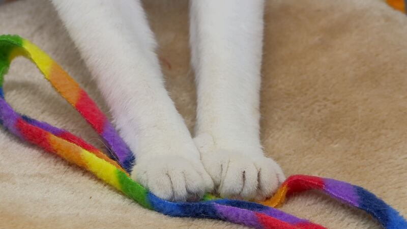 &amp;quot;Many people don't realize what we are doing when we declaw a cat it's not just...