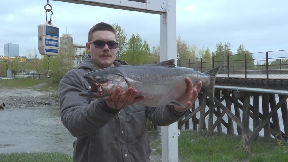 The first king salmon of the summer caught in Ship Creek went to Anchorage fisherman Sacha...
