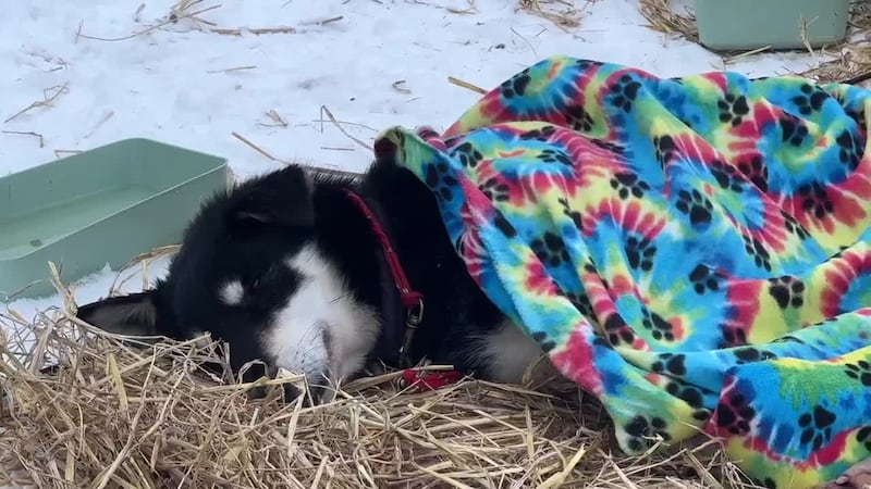 Iditarod 53 dogs rest at checkpoint