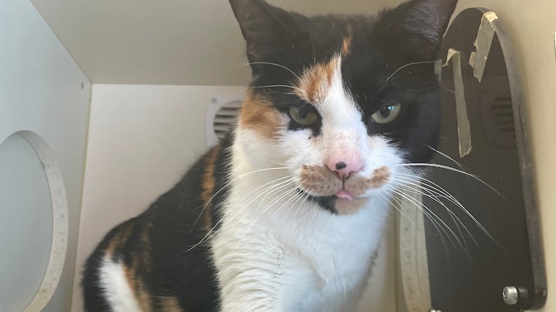 Jackie, a 5 year old female cat is this week's Pet Project feature.