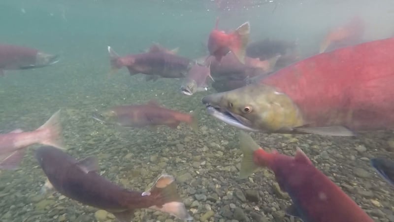 Alaska has up to 12 months to restructure or create new water quality standards.