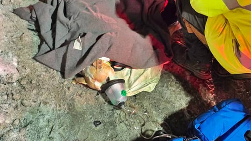 One of two dogs involved in a crash that killed two people Wednesday on the Seward Highway is...