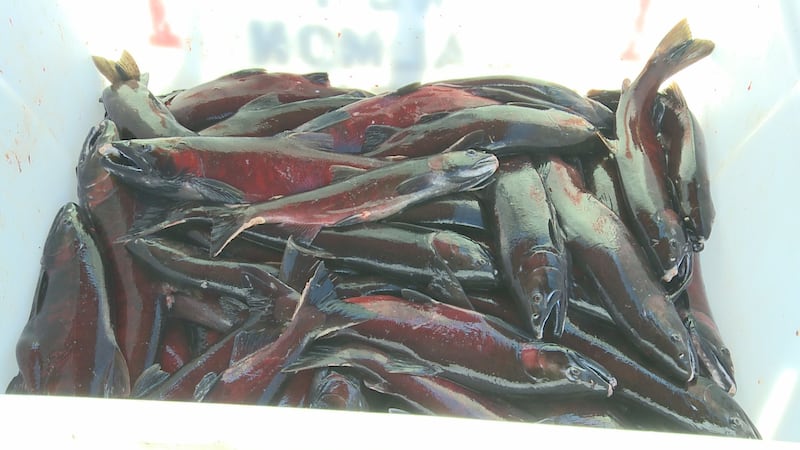 The collected Salmon for the Silver Salmon run at Anchorage's Ship Creek.