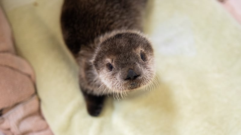 Orphaned sea otter pup rescued from Homer beach