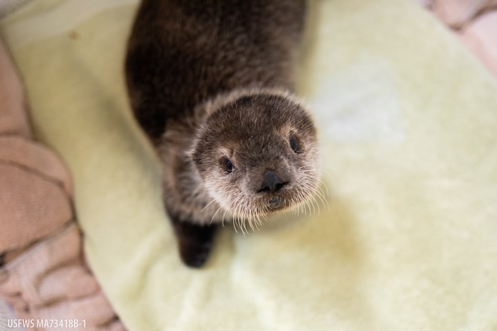 Orphaned sea otter pup rescued from Homer beach