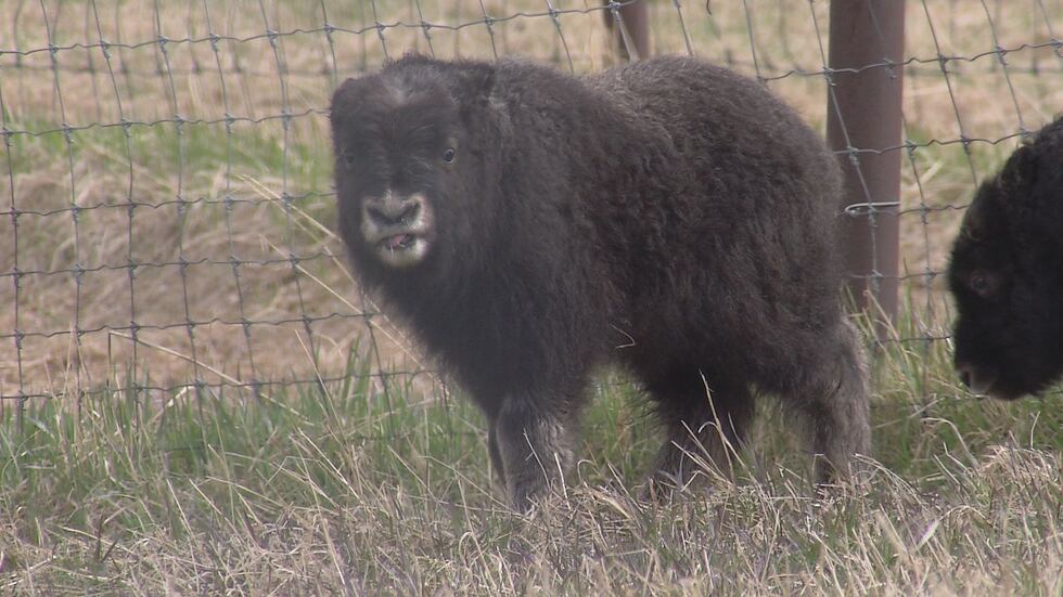 The Musk Ox Farm in Palmer has three new calves