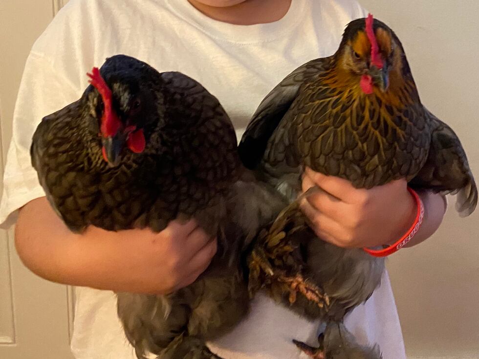 Seattle Seahawk and Carmelita often try to walk in the house.