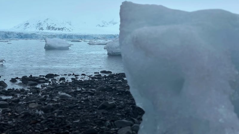 Numerous icebergs calve off of Columbia Glacier daily.