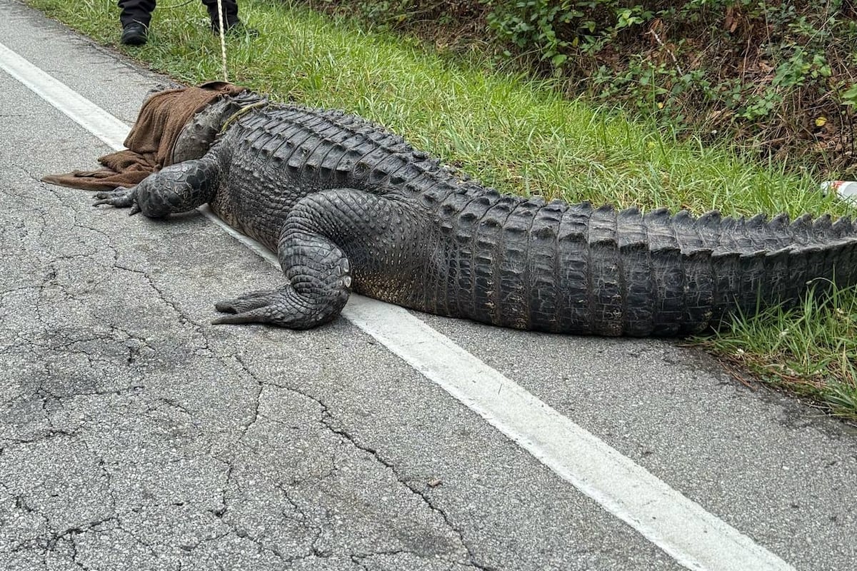 preloaded gallery image