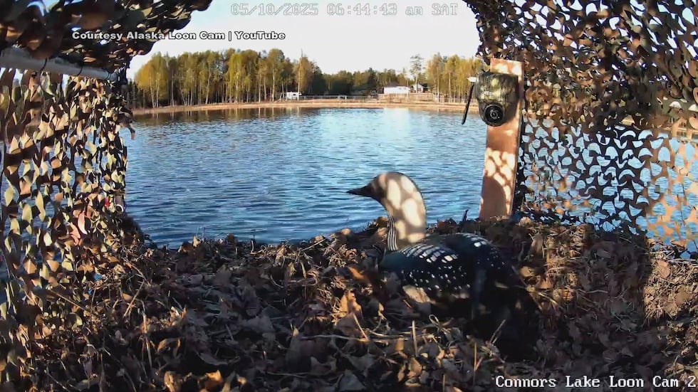 Loons nesting in a newly built "loon raft" on Conner's Lake