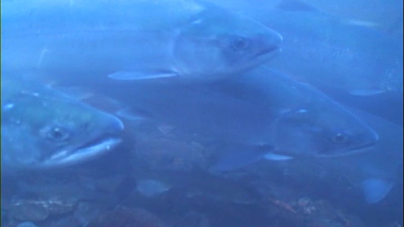 In 2020, the Salmon Donation project was created to help feed that need. The organization, in...