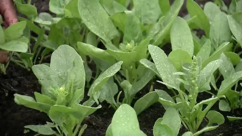 Volcano Watch: How to protect your garden from volcanic ash