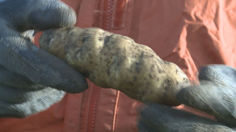 The Tlingit and Haida potato can not be found in stores.