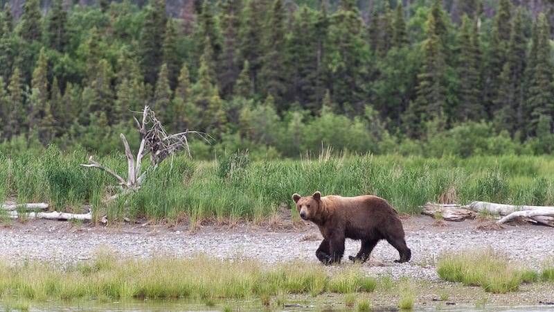 A young adult brown bear walks in front of a forested area in Katmai National Park and...
