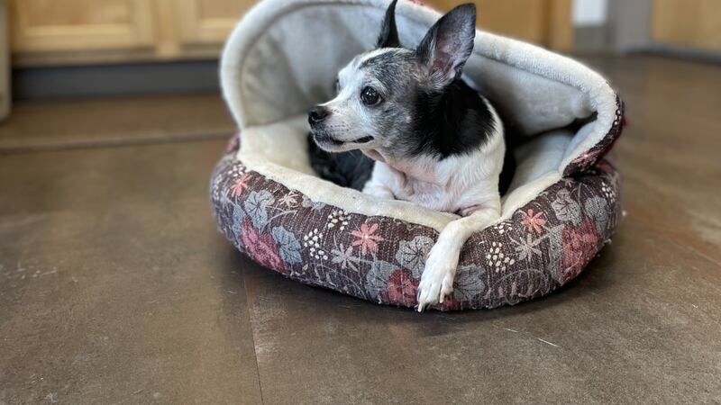 Pet project feature Daisy.