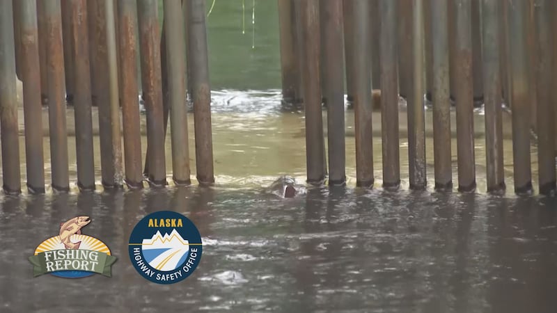 The Kasilof River is also open to fishing for hatchery King Salmon, not wild Kings, which can...