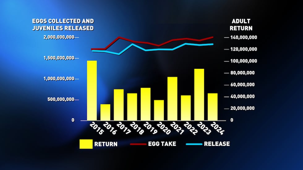 The rate of return for hatchery-reared salmon