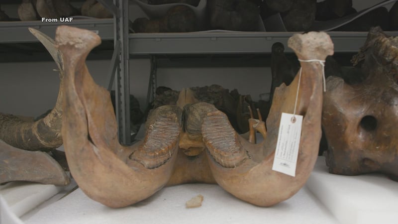 Part of the UAF mammoth collection.