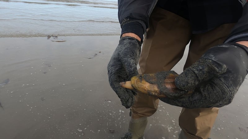 Clamming on the Ninilchik beaches was open for the first time since 2014 in early July and...