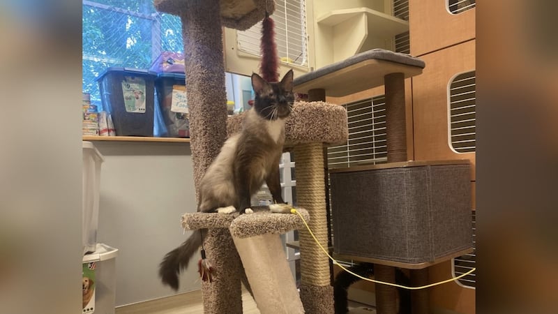 Brutus rests on a cat activity tree.