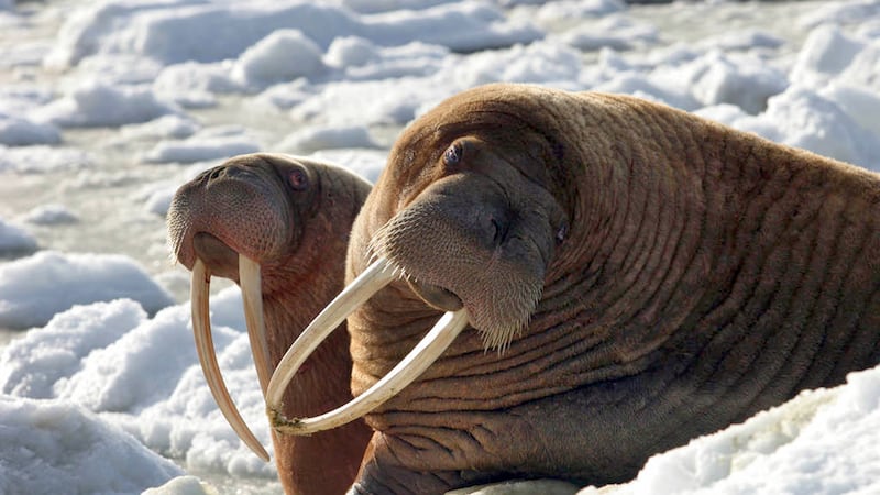 This April 17, 2004, photo provided by the U.S. Fish and Wildlife Service shows two walrus...