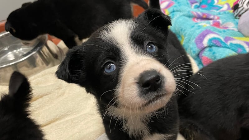 Husky mix puppies at Alaska SPCA are looking for their forever home.