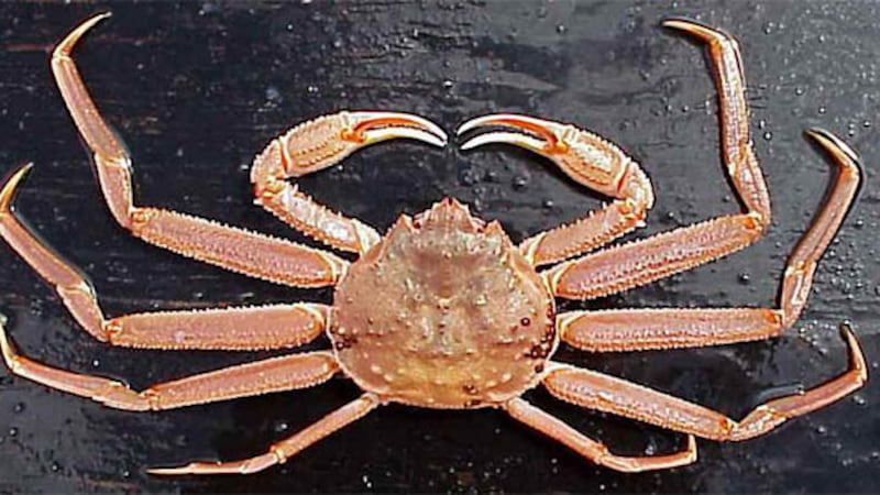 A tanner crab is seen in this undated photo. A Kodiak man has been sentenced to jail for...