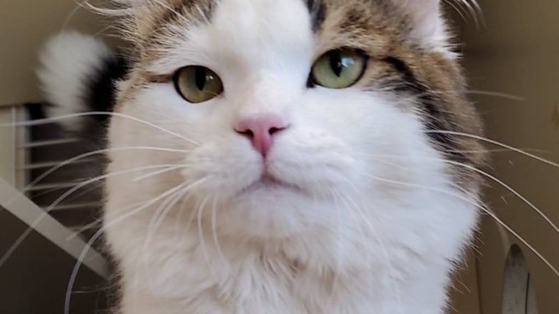 Pictured is Voodoo the 9-month-old long-haired calico cat.