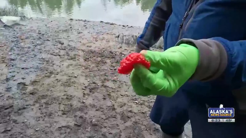 King salmon are arguably the most sought-after fish of the season in Alaska, and our sports...