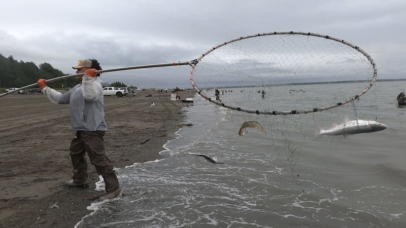 Local Angler brings in a sockeye salmon from the Cook Inlet waters.