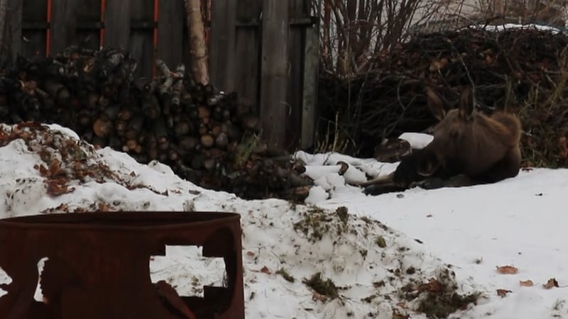 The moose sat in Brent Robb's south Anchorage backyard in the snow breathing heavily.

"Poor...