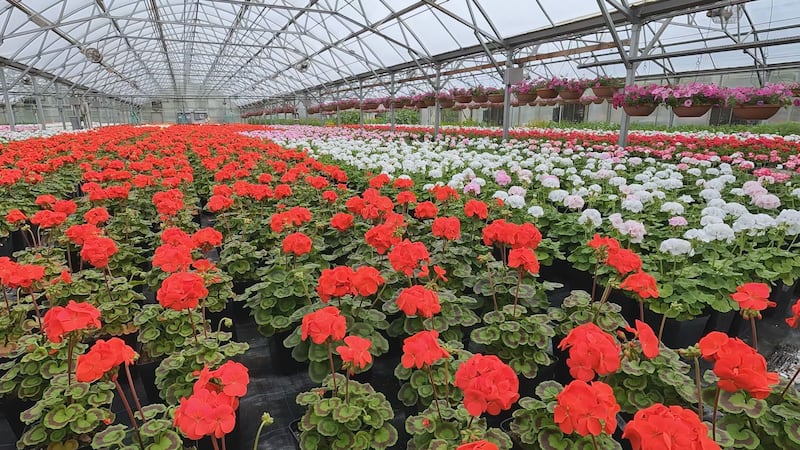 Municipal greenhouses are getting ready to put plants in the ground