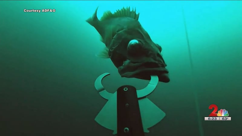 Alaska is one of few states - if not the only - that requires deep water release of rock fish...