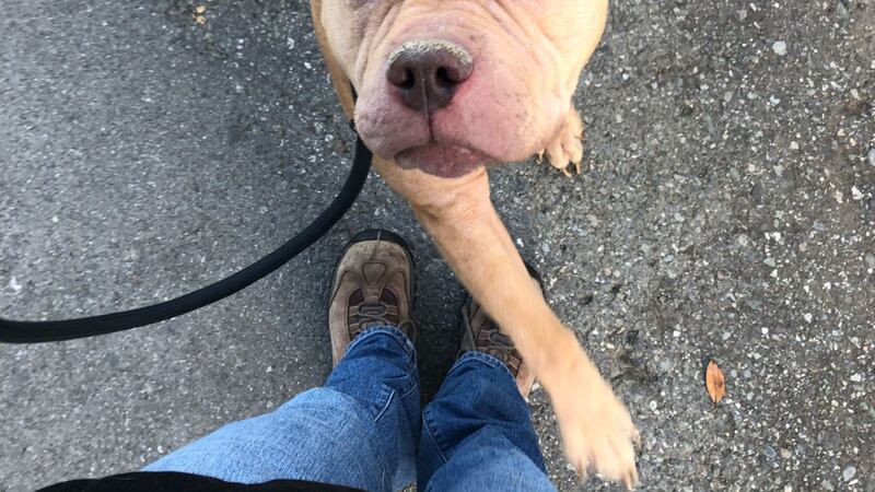 Deja is a 4-year-old pit bull.