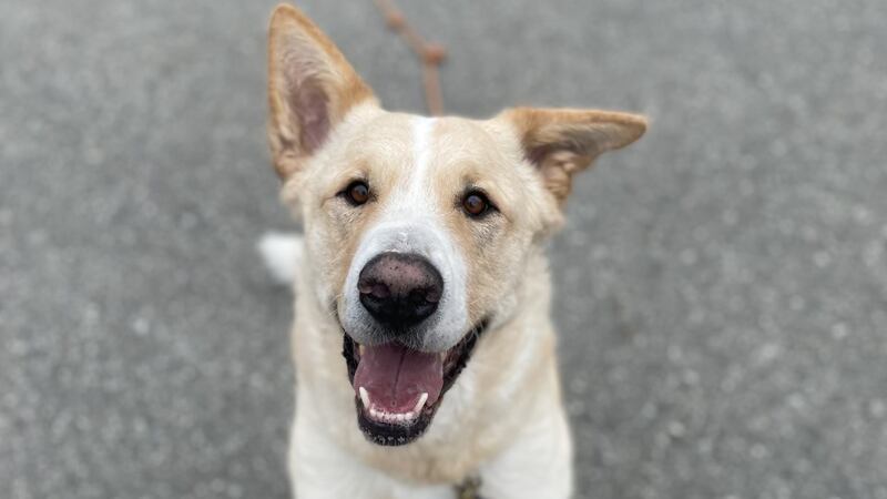 Pictured is the Great Pyrenees mix Toro.