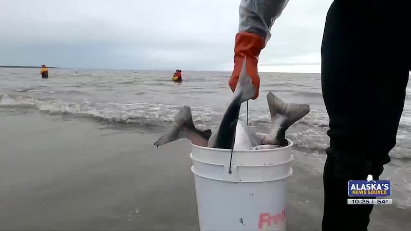 Fishing Report: How to report your dipnet harvest online only by Aug. 31