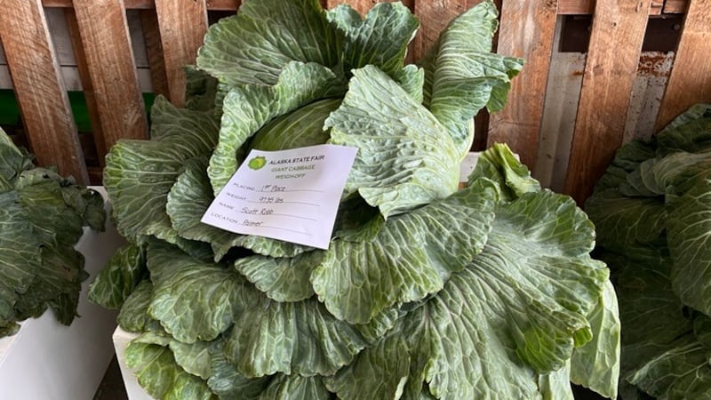 Palmer farmer Scott Robb's cabbage at the 2024 Alaska State Fair.
