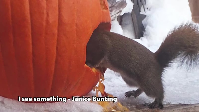 Picture Alaska squirrel