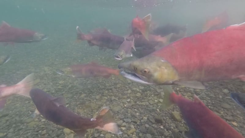 A recent study led by researchers at UAF and USC indicates that younger salmon are returning...